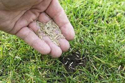 Lawn Seeding in Ventura County, CA