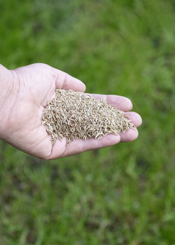 Bermuda Grass Seeding in Ventura County, CA