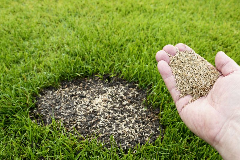 Fall Lawn Seeding in Ventura County, CA