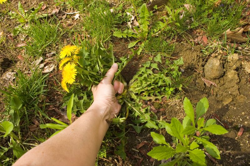Garden Deweeding in Ventura County, CA
