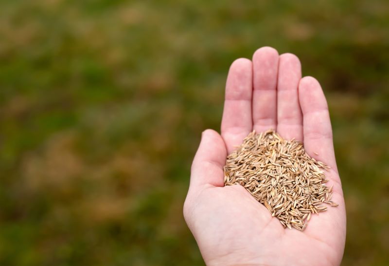 Grass Seed Installation in Honolulu, HI