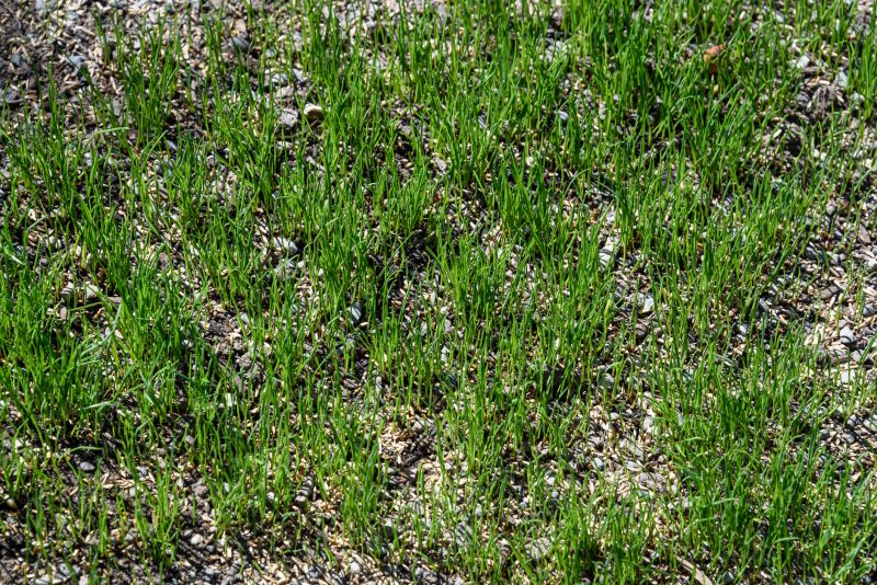 Lawn Seeding in Honolulu, HI
