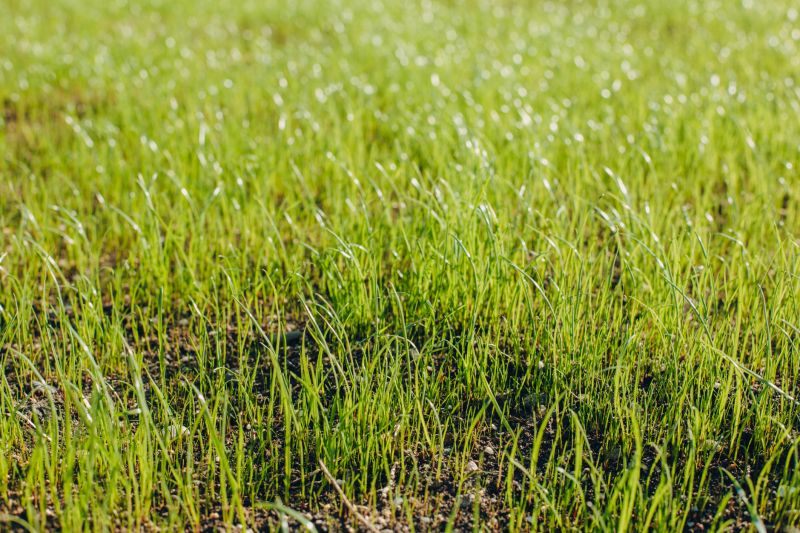 New Construction Lawn Seeding in Ventura County, CA
