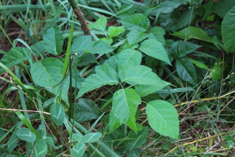 Poison Ivy Removal in Newark, DE