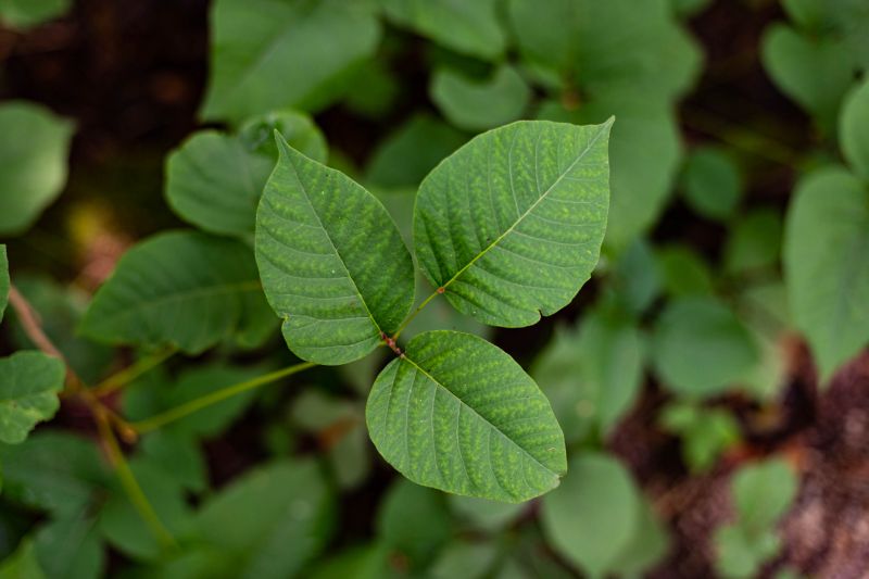 Poison Oak Removal in West Chester, PA
