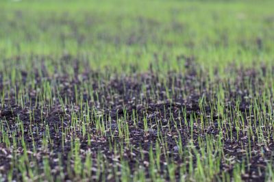 Residential Grass Seeding in Ventura County, CA