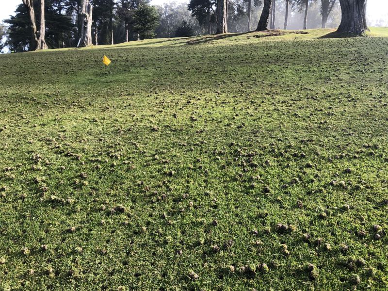 Spring Lawn Care in Bowie, MD